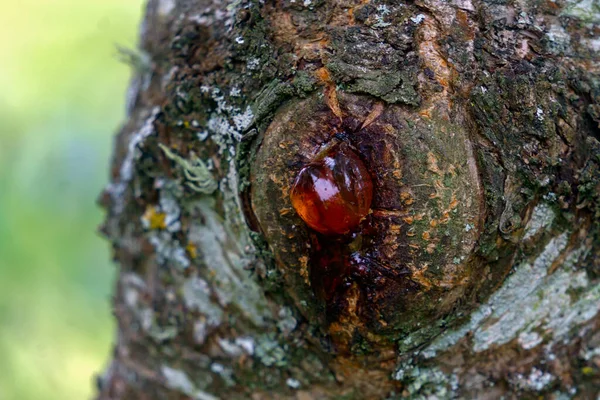 Large Amber Drop Rosin Resin Plum Tree — Stock Photo, Image