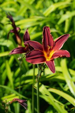 Güzel kırmızı zambak çiçekleri.