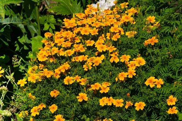 花园里的花坛上挂着一朵朵黄色的金盏花 — 图库照片