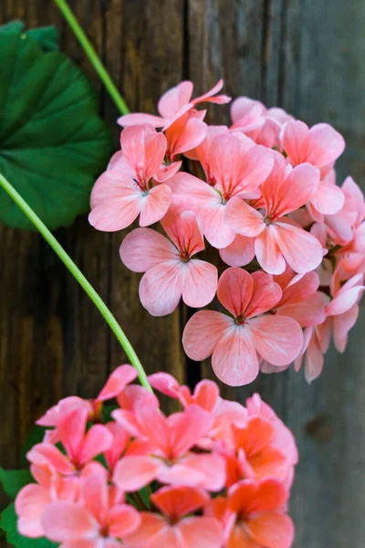 Ein Zweig Rosa Geranienblüten Auf Einem Hintergrund Grüner Blätter — Stockfoto