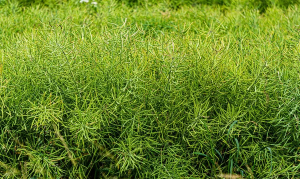 Cialde di colza matura sul campo in estate. — Foto Stock