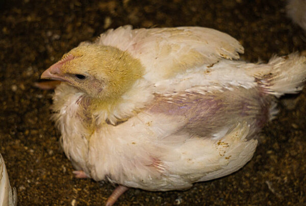 Broiler chicks on an eco farm in the countryside.