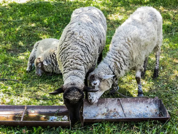 Corderos grises pellizcan hierba en el prado y beben agua. — Foto de Stock