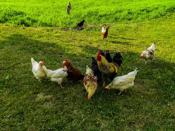 美しい水溜りと農場の鶏. — ストック写真