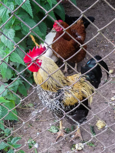 Schöner Hahn mit bunten Federn auf dem Bauernhof. — Stockfoto