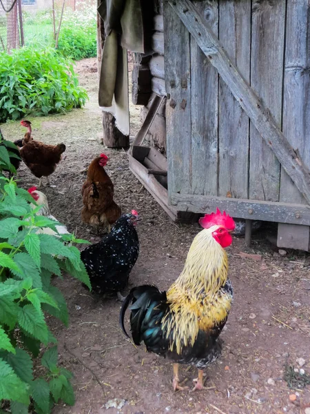 Krásný kohout s barevným peřím na farmě. — Stock fotografie