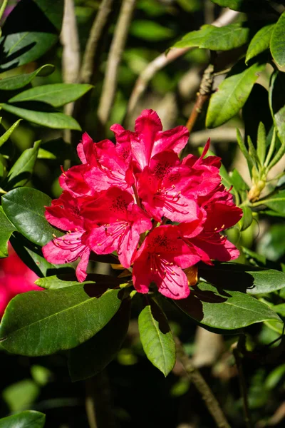 Linda Flor Rododendro Vermelho Jardim — Fotografia de Stock