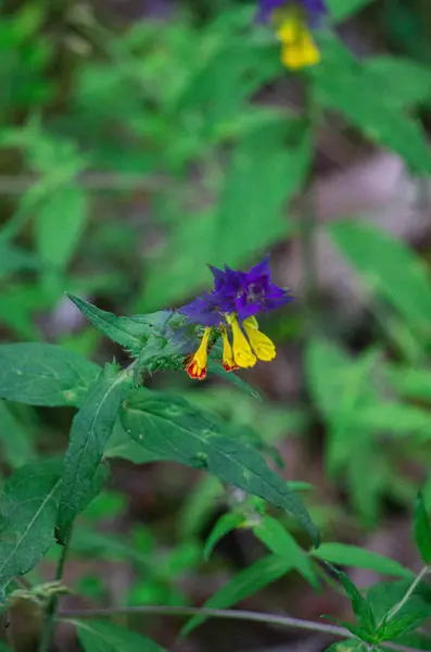 Blauwe Gele Wilde Bloemen Die Snapdraken Lijken — Stockfoto