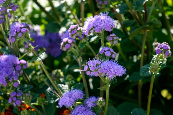 Fiori Decorativi Viola Chiaro Decorazione Aiuola — Foto Stock