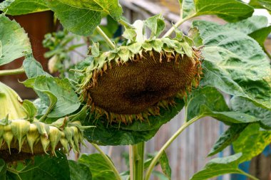 Bahçede olgun çekirdekli ayçiçeği