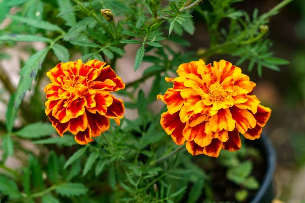 Multicolored Marigold Flowers Garden Flowerbed — Stock Photo, Image