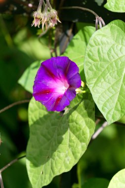 Mor sabah çiçekleri Bahçede yazın görkemli