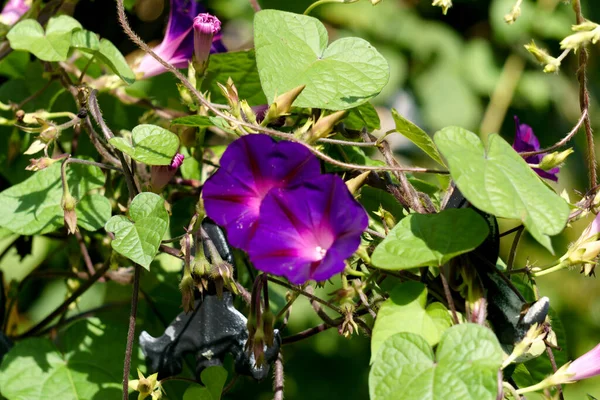 Flores Roxas Glória Manhã Verão Jardim — Fotografia de Stock