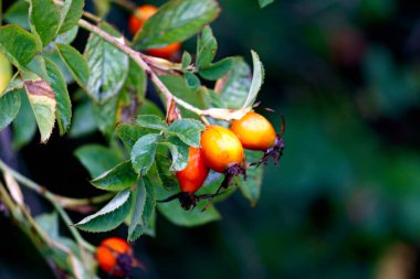 Sonbahar bahçesindeki bir dalda kırmızı gül kalçaları.