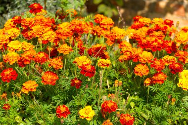 Çiçek tarhındaki bahçede çok renkli kadife çiçekleri.