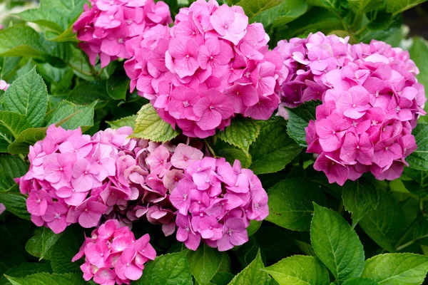 Schöne Rosa Hortensie Mit Blütenständen Und Grünen Blättern — Stockfoto