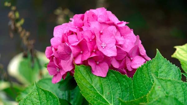 Beautiful Hydrangea Bud Pink Inflorescences Green Leaves — Stock Photo, Image