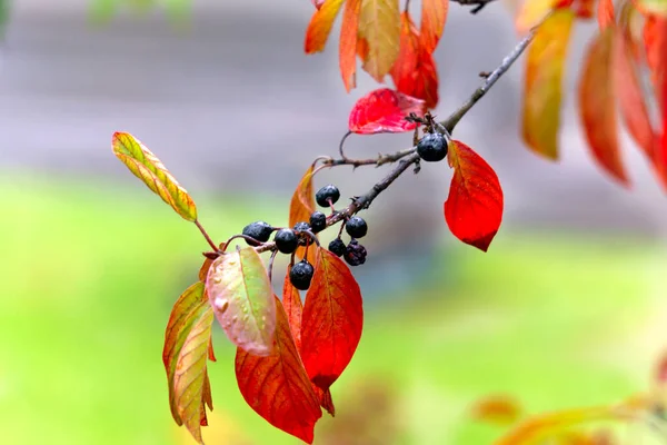 Черные Ягоды Облепихи Ветке Красными Листьями Осенью — стоковое фото