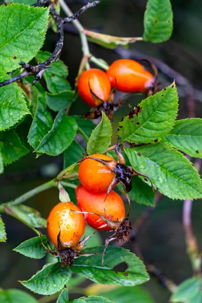 Vermelho Maduro Rosa Quadris Ramo Jardim Outono — Fotografia de Stock