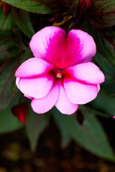 Рожева Красива Квітка Бальзаму Темному Фоні — стокове фото