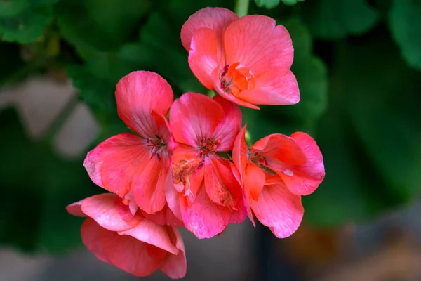 Rosa Schöne Geranienblüte Auf Dunklem Hintergrund — Stockfoto