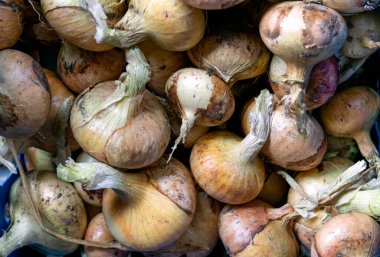 Taze soğanları bir kutuya koy.