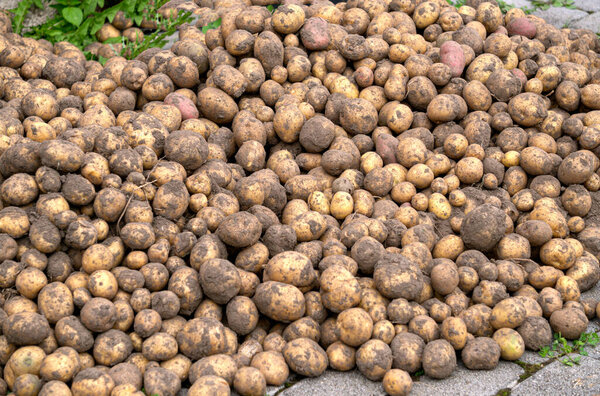 Harvested tubers of the new potato crop in a rural area