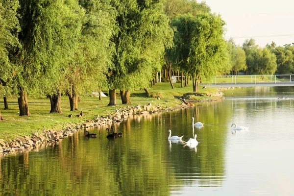 木の近くの湖の白鳥 ストック画像