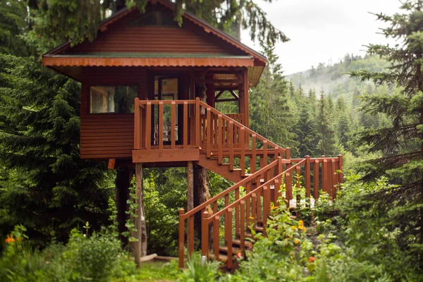 Maison Bois Dans Arbre Dans Nature — Photo