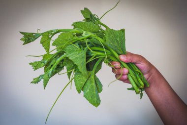 Elle, kabak yapraklar, bahçeden getirdi Demet taze yeşil kabak bırakır.
