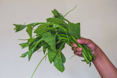 Elle, kabak yapraklar, bahçeden getirdi Demet taze yeşil kabak bırakır.