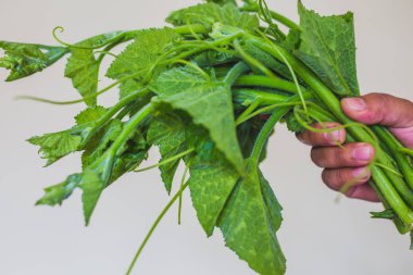 Elle, kabak yapraklar, bahçeden getirdi Demet taze yeşil kabak bırakır.