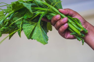 Elle, el holding grup bahçeden getirdi kabak yaprakların taze yeşil kabak bir sürü bırakır.