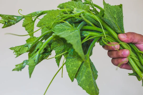 Elle, kabak yapraklar, bahçeden getirdi Demet taze yeşil kabak bırakır.