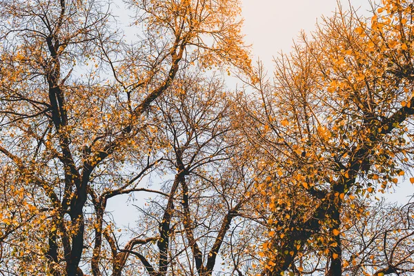 Gold Herbst Mit Sonnenlicht Gold Schöne Bäume Wald — Stockfoto