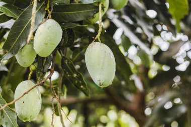 Yeşil mango asılı Himalayalar, mango alan, mango farm closeup. Tarım kavramı, tarımsal sanayi kavramı.