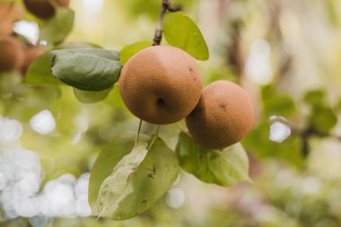 Organik olgunlaştırmak Nash'e armut Gorkha Nepal Himalayalar'da almaya hazır