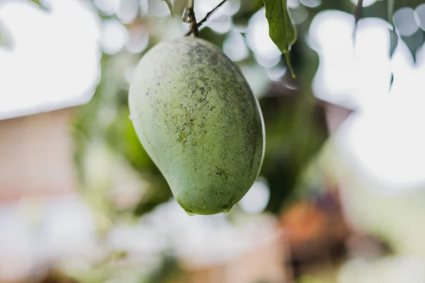 Closeup of green mango hanging in the Himalayas ,mango field,mango farm. Agricultural concept,Agricultural industry concept.