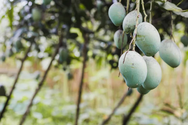 Closeup of green mango hanging in the Himalayas ,mango field,mango farm. Agricultural concept,Agricultural industry concept.