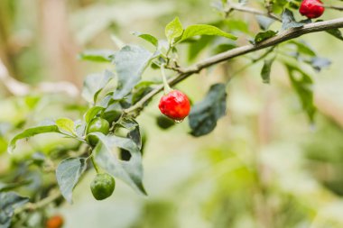 Biber ağacı. Okuma ve Himalayalar organik tarım yapraklarda yeşil biber kağıdına. Gorkha Nepal.
