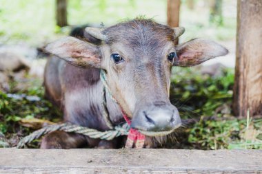 Şirin iç Asya buffalo Buffalo Gorkha Nepal kırsal köyde döken. Bir kulübede buffalo.