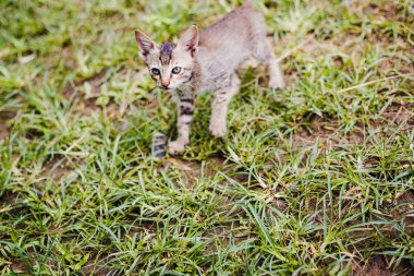 Çimenlerin üzerinde oynayan sevimli Nepal Dili küçük kedi yavrusu, yakın çekim