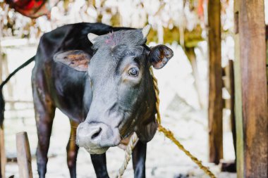 Güzel iç Asya siyah'inek inek döken düğüm Nepal kırsal köy ile.