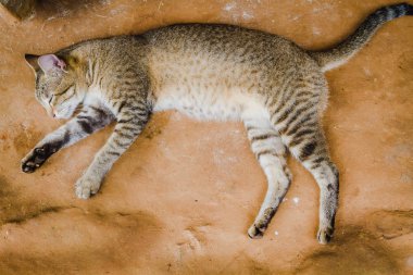 Portre sevimli bir aile içi gri kedi Nepal kırsal köy uyku kadar kapatın.