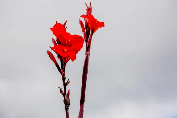 Abstrakte Natürliche Natur Rote Blumen Hintergrund Frühling Und Sommer Aus — Stockfoto