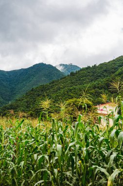 Güzel yeşil sahne Nepal yaz, Himalayaların sahne kırsal köy Chandragiri Nepal