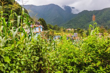 Güzel yeşil sahne Nepal yaz, Himalayaların sahne kırsal köy Chandragiri Nepal