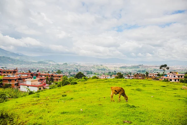 Пташиного Польоту Катманду Місто Столиця Непалу Випасу Корова Птах Око — стокове фото