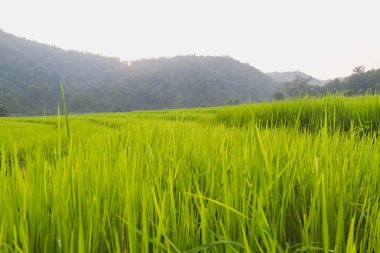 Yeşil pirinç alan güneş ışığı yoğun orman ile büyüyen kırsal manzara. Yeşil pirinç alan arka plan
