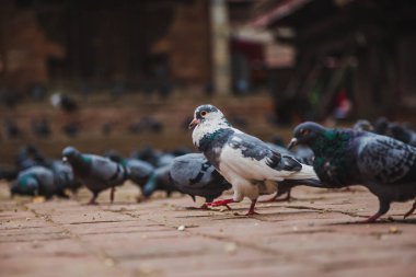 Güvercinler Katmandu Durbar Kare Kathmandu Nepal, bir sürü.